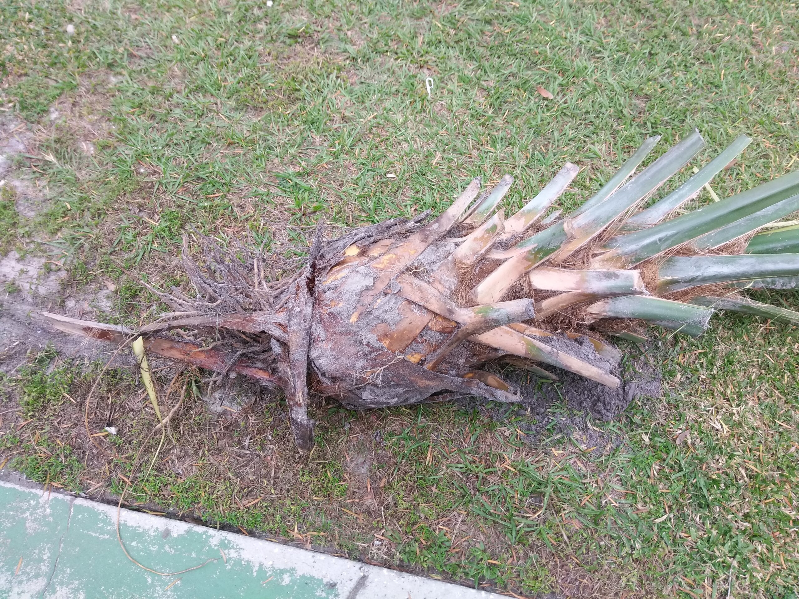 Plant and Palm Tree Removal post thumbnail